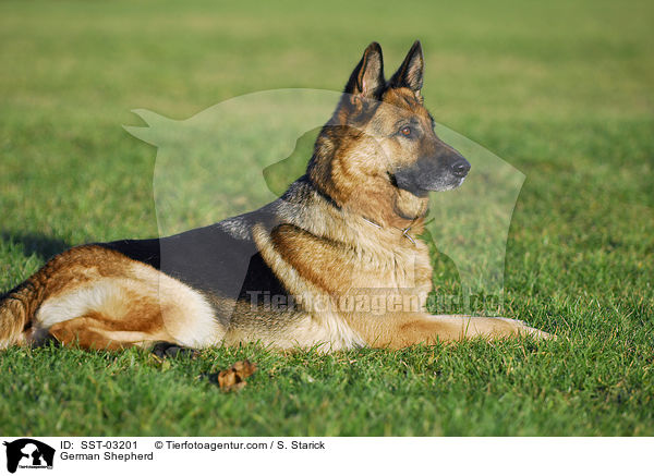 Deutscher Schferhund / German Shepherd / SST-03201