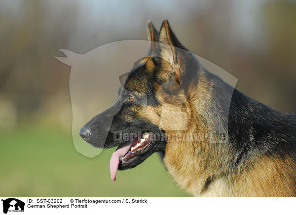Deutscher Schferhund Portrait / German Shepherd Portrait / SST-03202