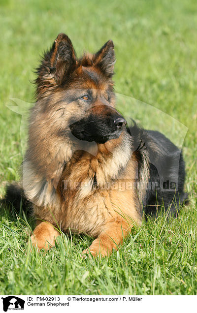Deutscher Schferhund / German Shepherd / PM-02913
