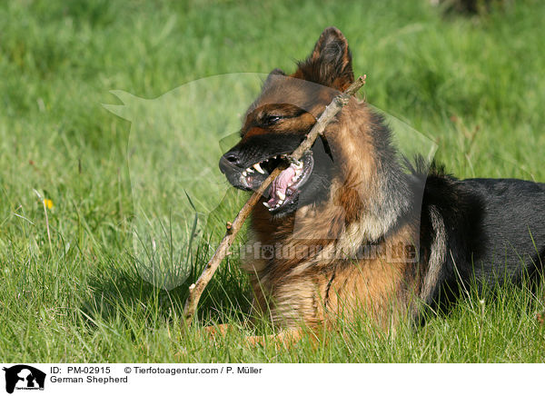 Deutscher Schferhund / German Shepherd / PM-02915