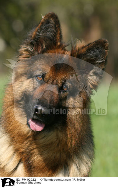 Deutscher Schferhund / German Shepherd / PM-02922
