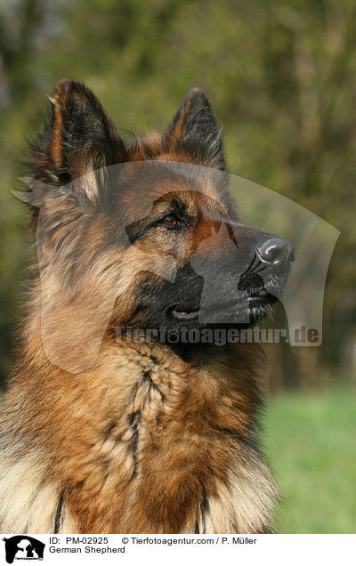 Deutscher Schferhund / German Shepherd / PM-02925