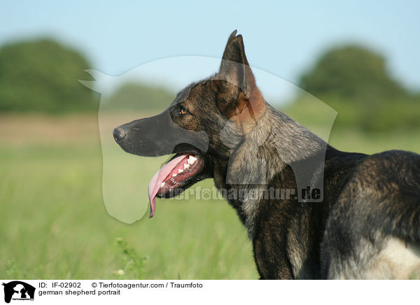 Deutscher Schferhund Portrait / german shepherd portrait / IF-02902