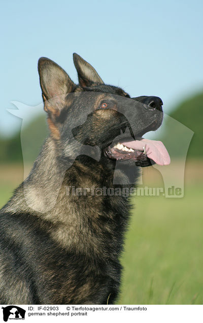 Deutscher Schferhund Portrait / german shepherd portrait / IF-02903