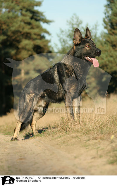 Deutscher Schferhund / German Shepherd / IF-03407