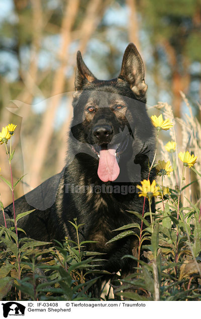 Deutscher Schferhund / German Shepherd / IF-03408