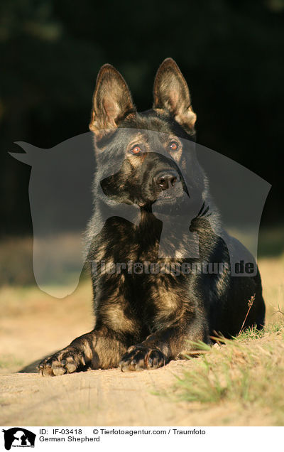 Deutscher Schferhund / German Shepherd / IF-03418