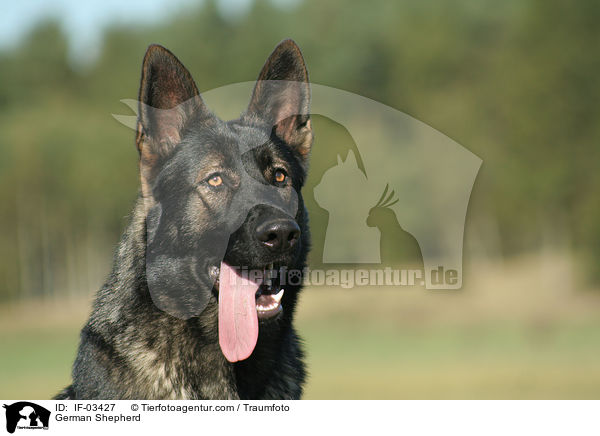 Deutscher Schferhund / German Shepherd / IF-03427