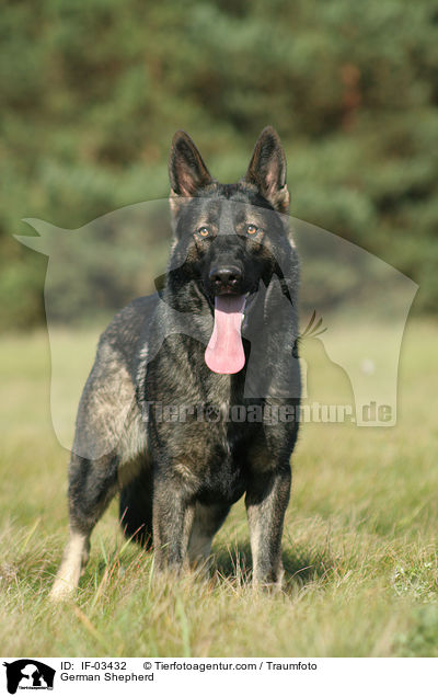 Deutscher Schferhund / German Shepherd / IF-03432