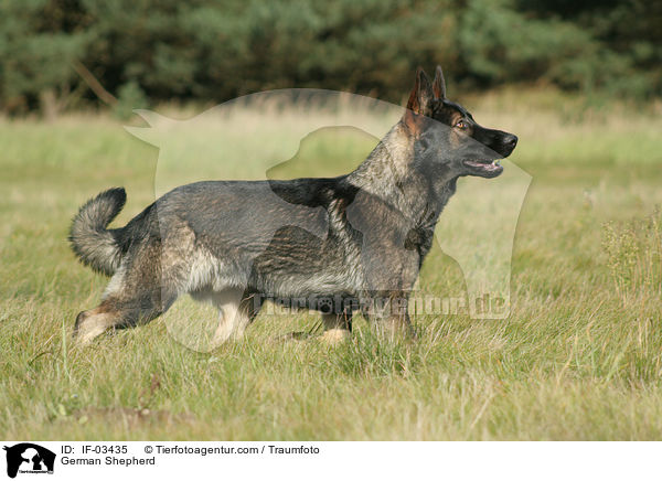Deutscher Schferhund / German Shepherd / IF-03435