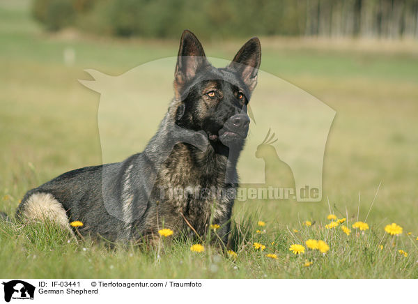 Deutscher Schferhund / German Shepherd / IF-03441