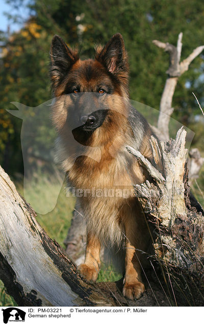 Deutscher Schferhund / German shepherd / PM-03221
