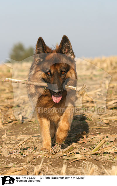 Deutscher Schferhund / German shepherd / PM-03230