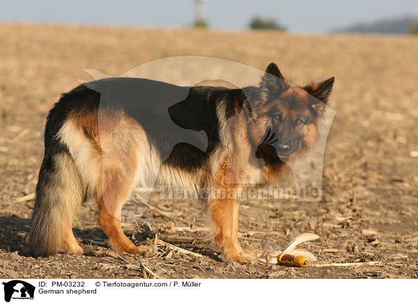 Deutscher Schferhund / German shepherd / PM-03232