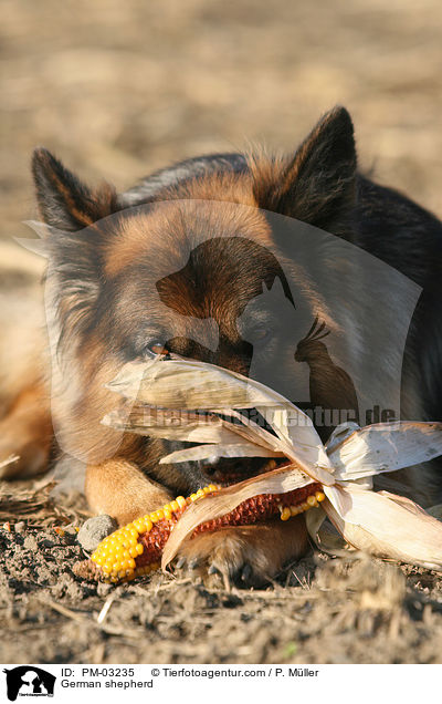Deutscher Sch�ferhund / German shepherd / PM-03235