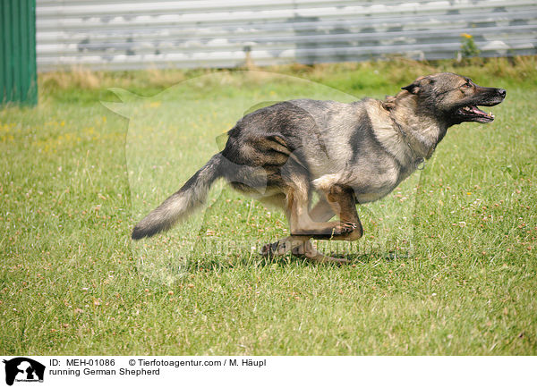 rennender Deutscher Schferhund / running German Shepherd / MEH-01086