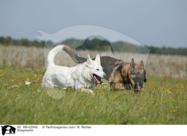 Schferhunde / Shepherds / RR-22546