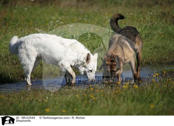 Schferhunde / Shepherds / RR-22549