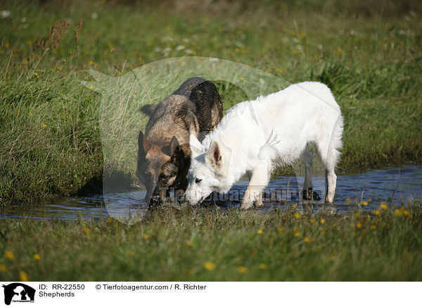 Schferhunde / Shepherds / RR-22550