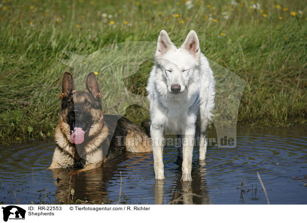 Schferhunde / Shepherds / RR-22553