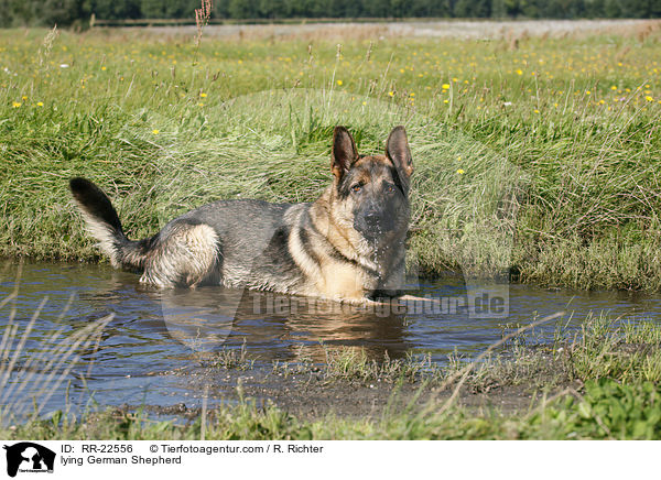 liegender Deutscher Schferhund / lying German Shepherd / RR-22556