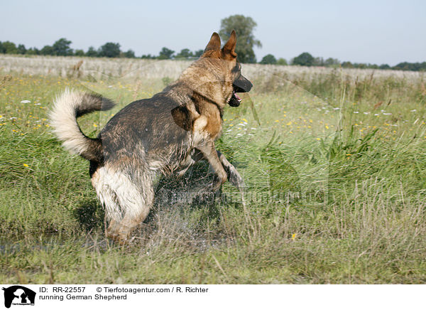 rennender Deutscher Schferhund / running German Shepherd / RR-22557