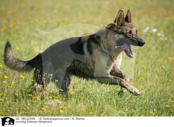 rennender Deutscher Schferhund / running German Shepherd / RR-22558