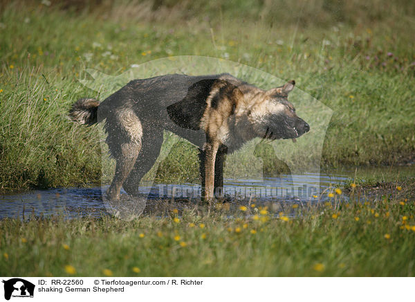Deutscher Schferhund schttelt sich / shaking German Shepherd / RR-22560