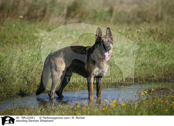 stehender Deutscher Schferhund / standing German Shepherd / RR-22561