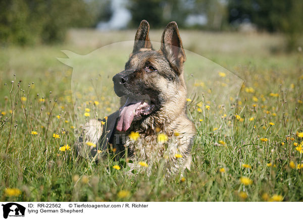 liegender Deutscher Schferhund / lying German Shepherd / RR-22562