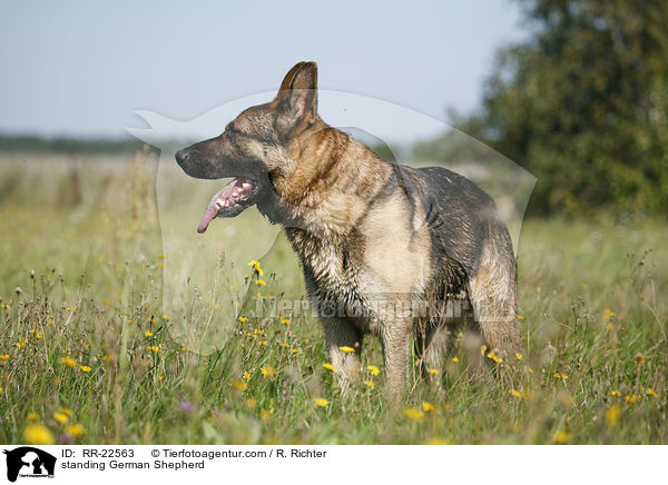 stehender Deutscher Schferhund / standing German Shepherd / RR-22563