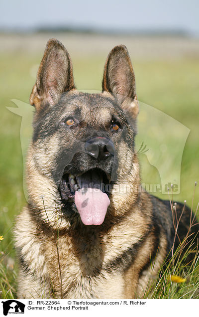 Deutscher Schferhund Portrait / German Shepherd Portrait / RR-22564