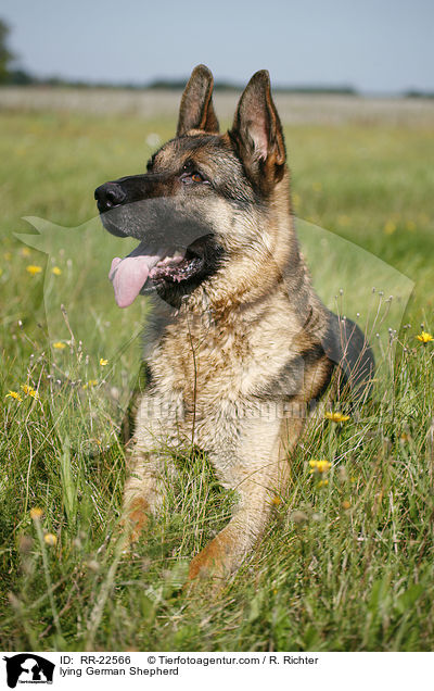liegender Deutscher Schferhund / lying German Shepherd / RR-22566