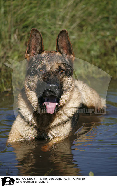 liegender Deutscher Schferhund / lying German Shepherd / RR-22567