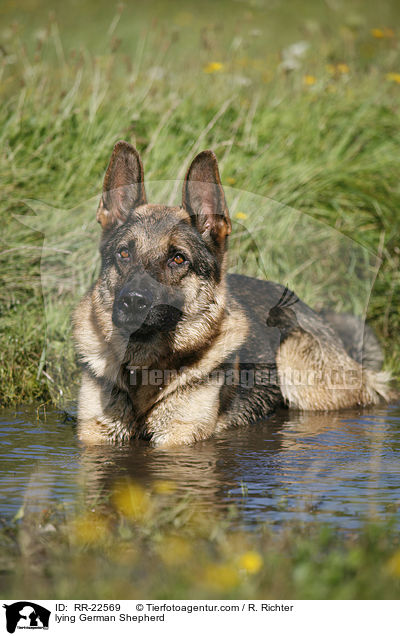 liegender Deutscher Schferhund / lying German Shepherd / RR-22569