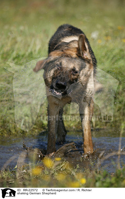 Deutscher Schferhund schttelt sich / shaking German Shepherd / RR-22572