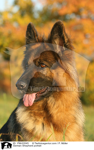 Deutscher Schferhund Portrait / German Shepherd portrait / PM-03545