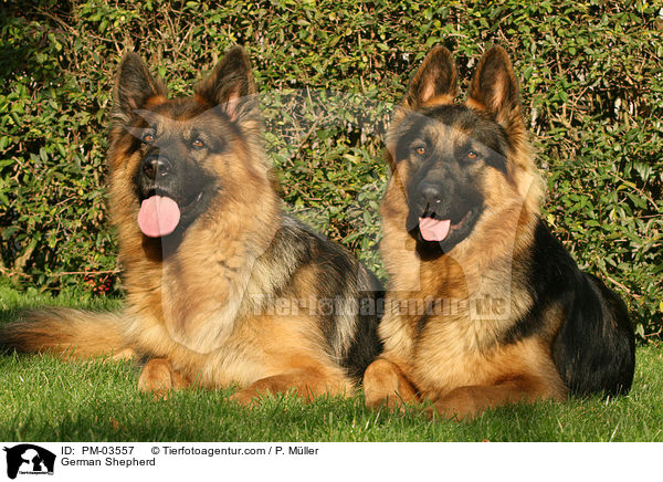 Deutscher Schferhund / German Shepherd / PM-03557