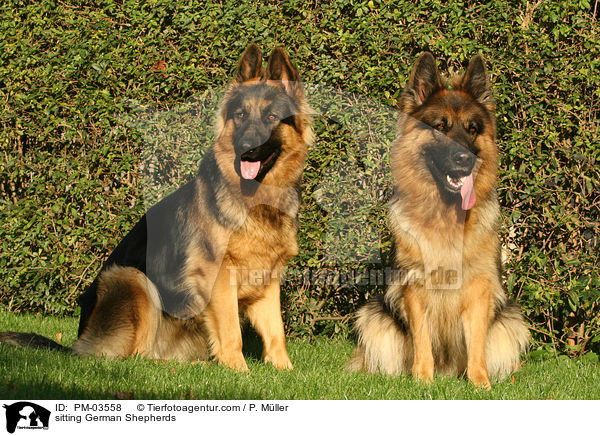 sitzende Deutsche Schferhunde / sitting German Shepherds / PM-03558