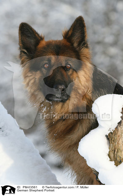 Deutscher Schferhund Portrait / German Shepherd Portrait / PM-03561