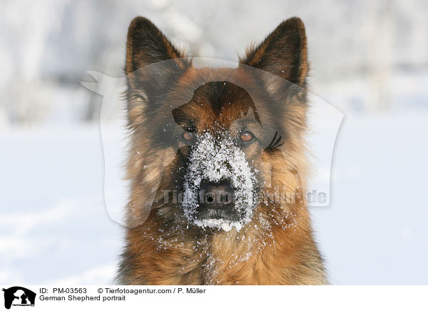 Deutscher Schferhund Portrait / German Shepherd portrait / PM-03563