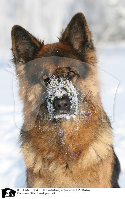 Deutscher Schferhund Portrait / German Shepherd portrait / PM-03564