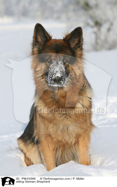sitzender Deutscher Schferhund / sitting German Shepherd / PM-03566