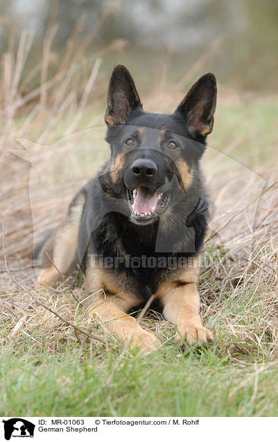 Deutscher Schferhund / German Shepherd / MR-01063
