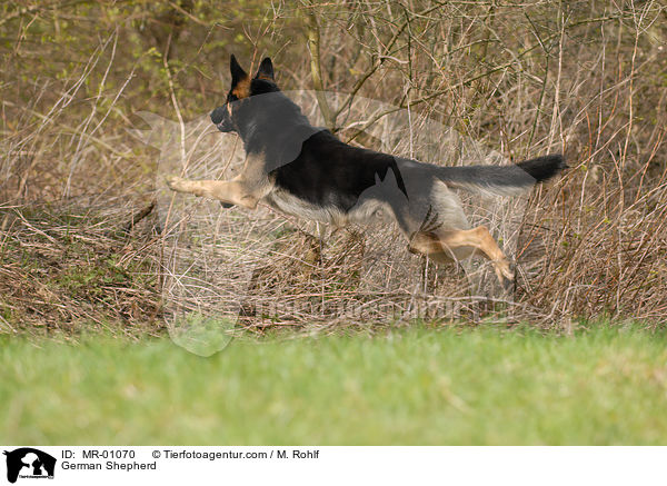 Deutscher Schferhund / German Shepherd / MR-01070