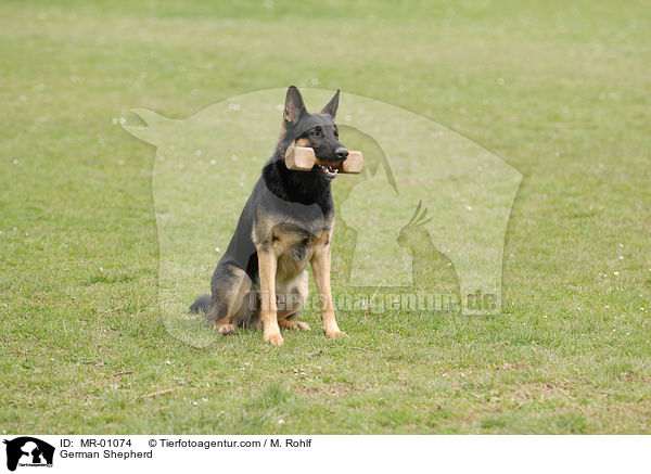 Deutscher Schferhund / German Shepherd / MR-01074