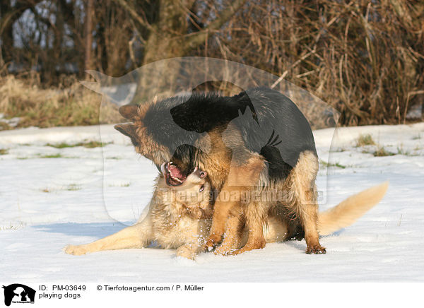 spielende Hunde / playing dogs / PM-03649
