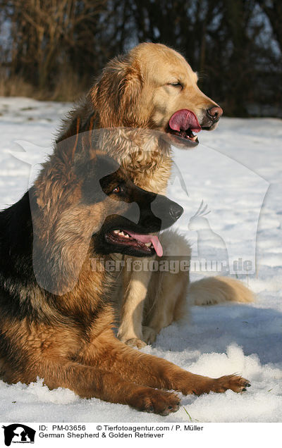 Deutscher Schferhund & Golden Retriever / German Shepherd & Golden Retriever / PM-03656