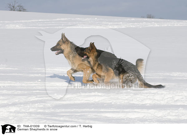 Deutsche Schferhunde im Schnee / German Shepherds in snow / THA-01009