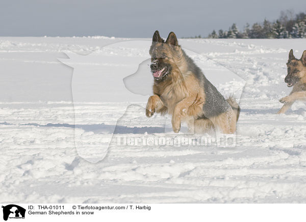 Deutsche Schferhunde im Schnee / German Shepherds in snow / THA-01011